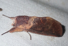 Hemiceras metastigma