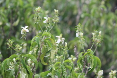 Justicia adhatodoides