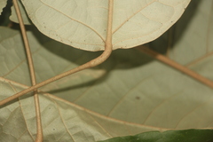 Croton carpostellatus