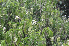 Justicia adhatodoides