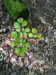 Caulophyllum thalictroides