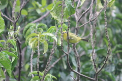 Zosterops virens virens