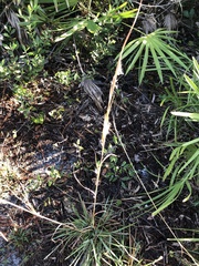 Andropogon capillipes