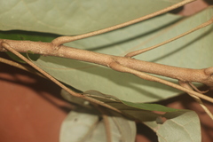 Croton carpostellatus