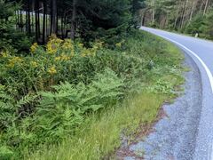 Pteridium aquilinum latiusculum