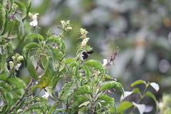 Xylocopa flavorufa