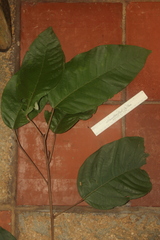 Croton carpostellatus