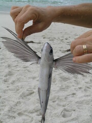 Exocoetidae