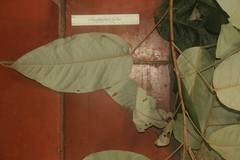 Croton carpostellatus