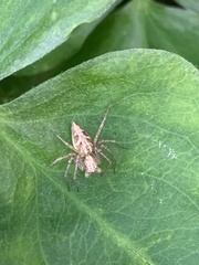 Oxyopes sertatus