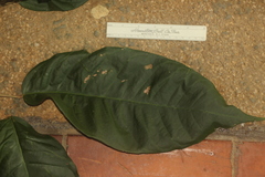 Croton carpostellatus
