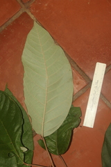 Croton carpostellatus