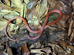 Drepanoides anomalus