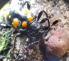 Spathomeles anaglyptus