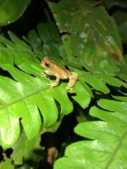 Dendropsophus kamagarini