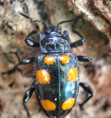 Spathomeles anaglyptus