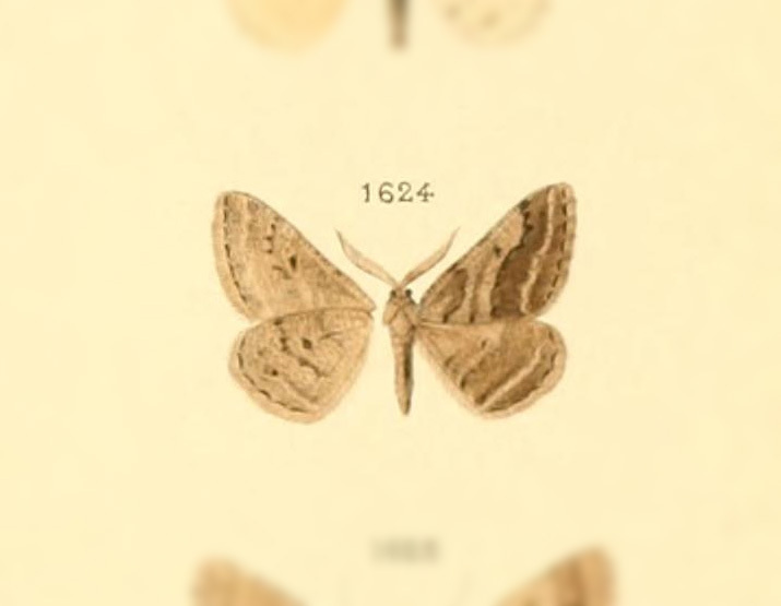 Calamodes melanaria