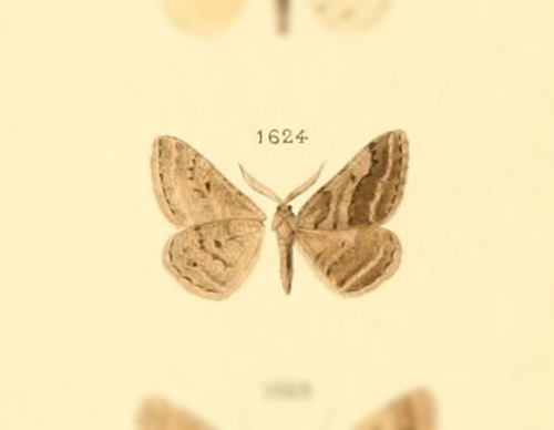 Calamodes melanaria