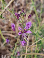 Cleome hirta