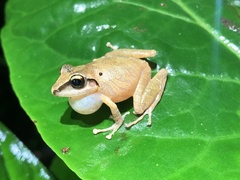 Pristimantis reichlei