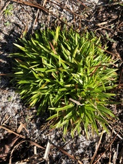 Lachnocaulon