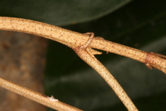 Croton carpostellatus