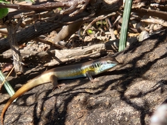 Trachylepis quinquetaeniata