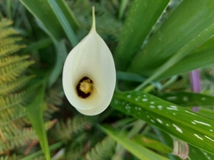 Zantedeschia albomaculata