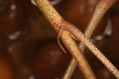Croton carpostellatus