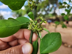 Balanites aegyptiaca