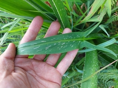 Zantedeschia albomaculata