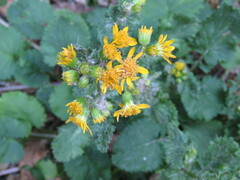 Packera quebradensis