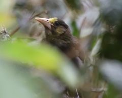 Psarocolius atrovirens