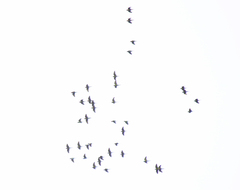 Psittacara mitratus