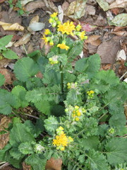 Packera quebradensis