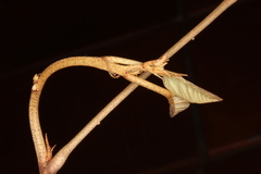 Croton carpostellatus