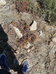 Crassula pruinosa