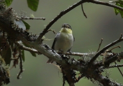 Pachyramphus versicolor