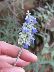 Salvia lavanduloides