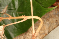 Croton carpostellatus