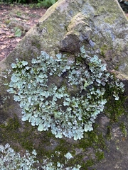 Parmelina tiliacea