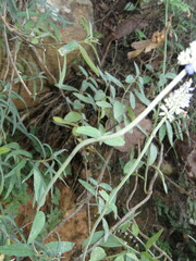 Salvia lavanduloides