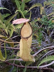 Nepenthes