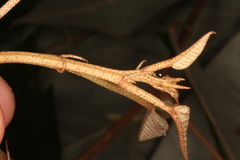Croton carpostellatus