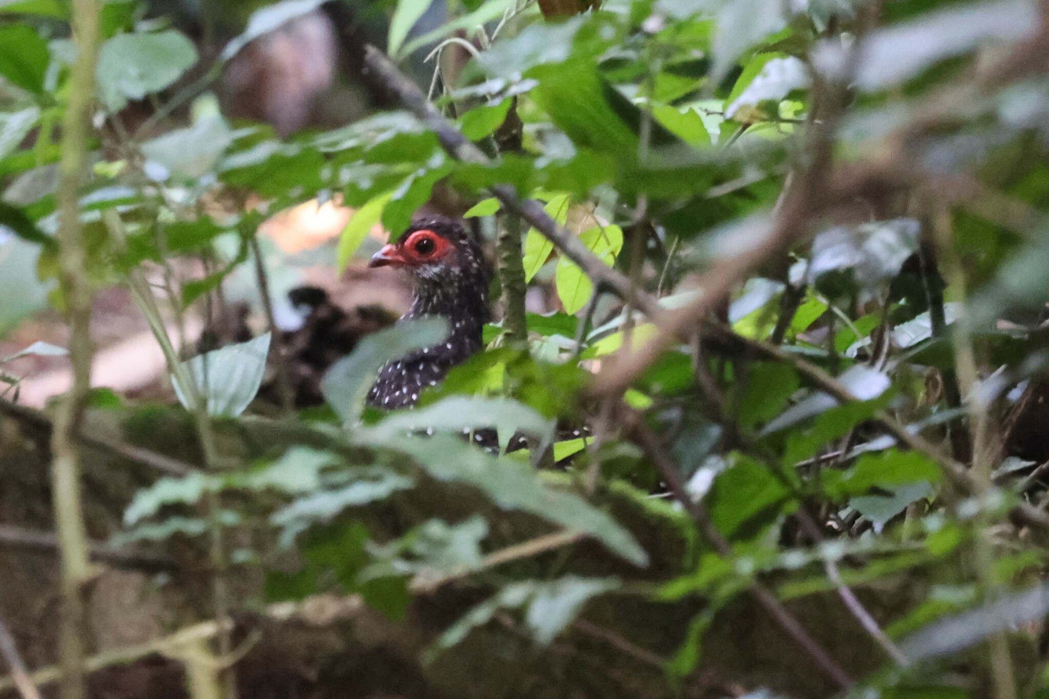 Nahan's Partridge (Ptilopachus nahani), photo 1