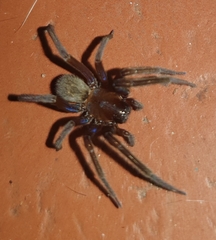 Phyxelididae
