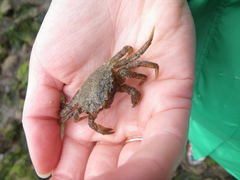 Telmessus cheiragonus