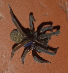 Phyxelididae