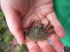 Telmessus cheiragonus