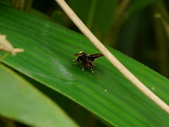 Choreutis